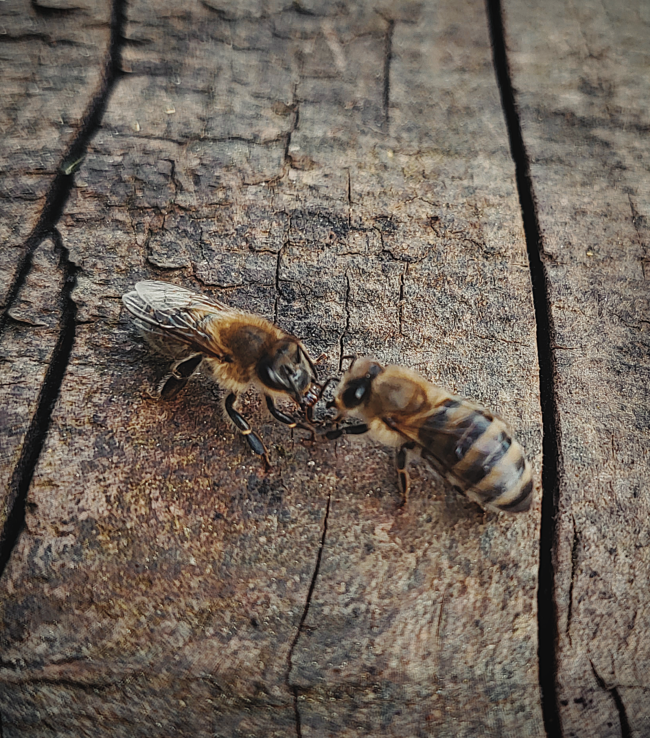 unsere eigenen Bienen auf einem Holzstamm.